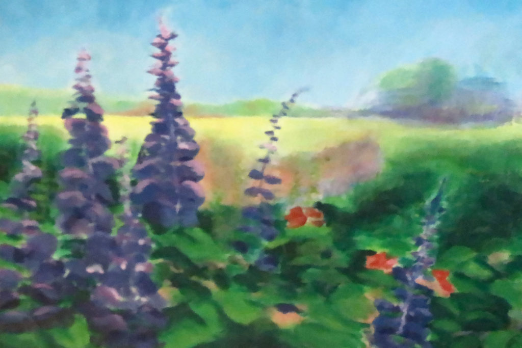 Lavendel veld